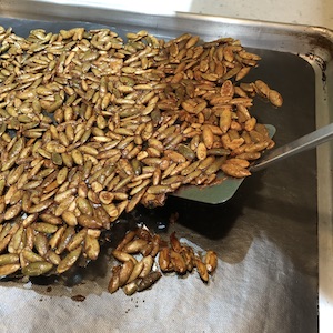 pumpkin seeds roasted on sheet in one piece
