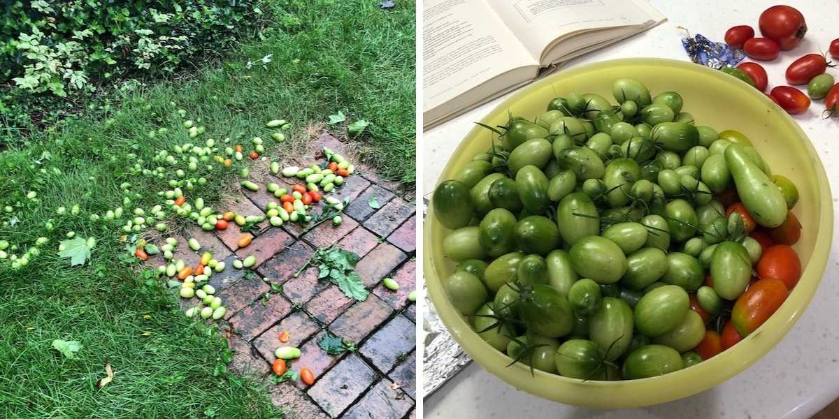 Tomatoes on ground & green tomatoes in bowl