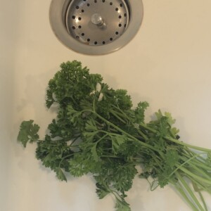 parsley in sink waiting to be washed